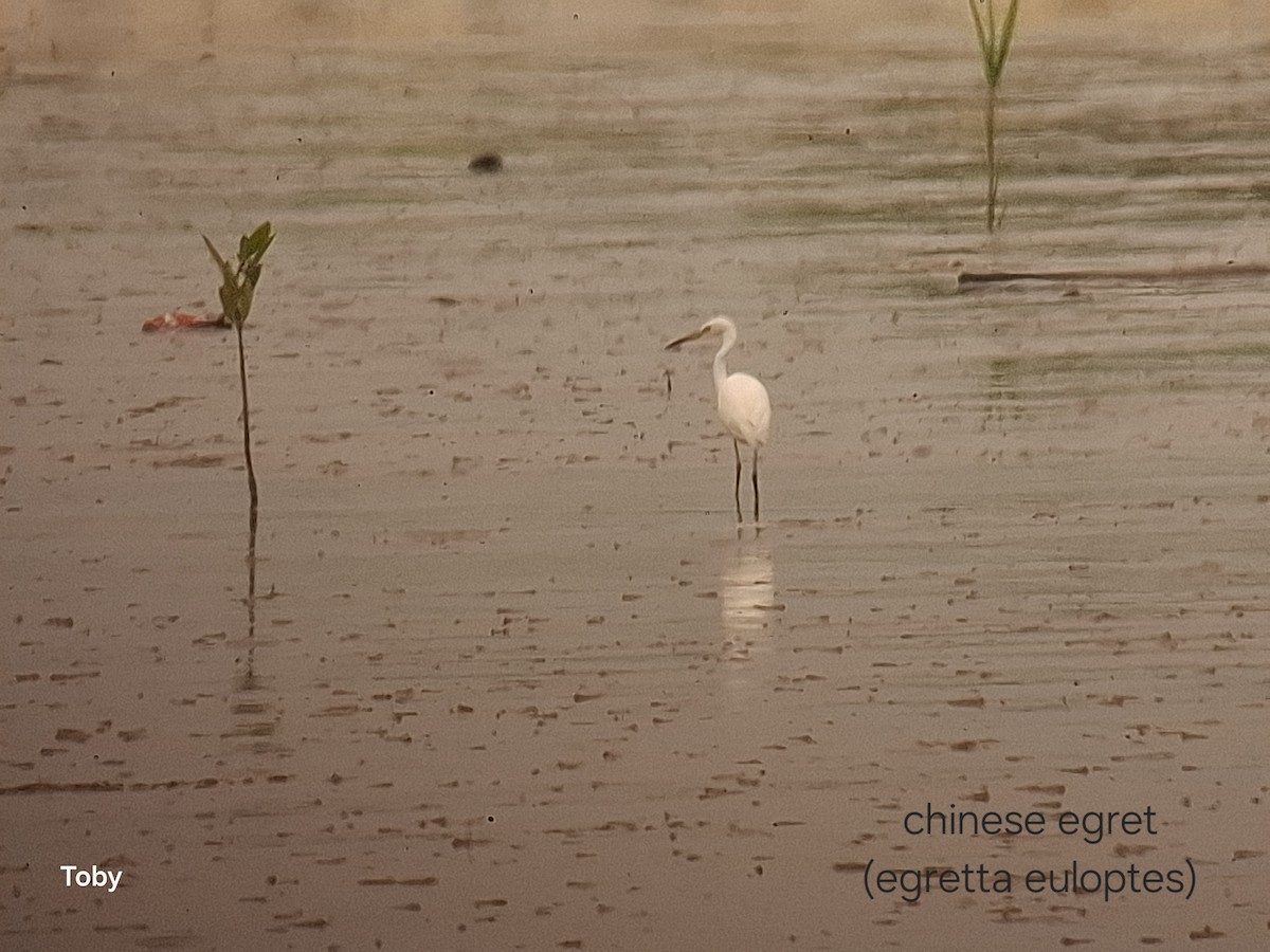 Chinese Egret - ML645042986