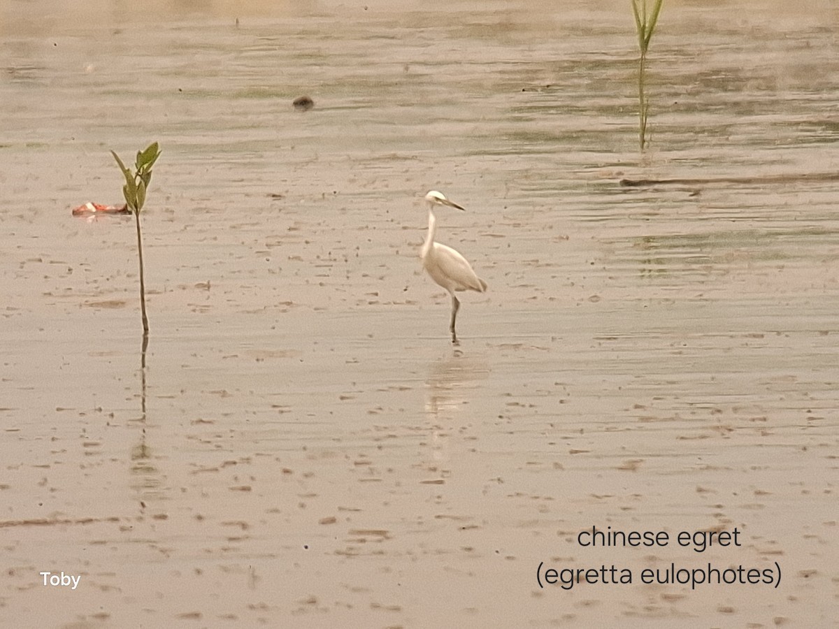 Chinese Egret - ML645042987