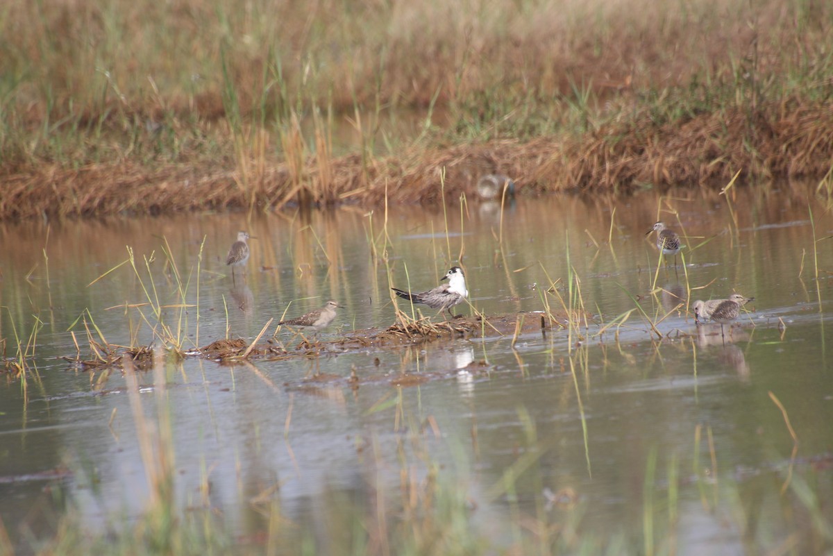 מירומית לבנת-כנף - ML645042989