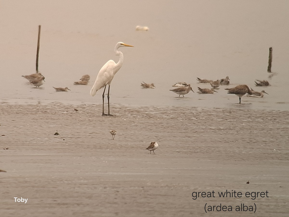 Great Egret - ML645042991