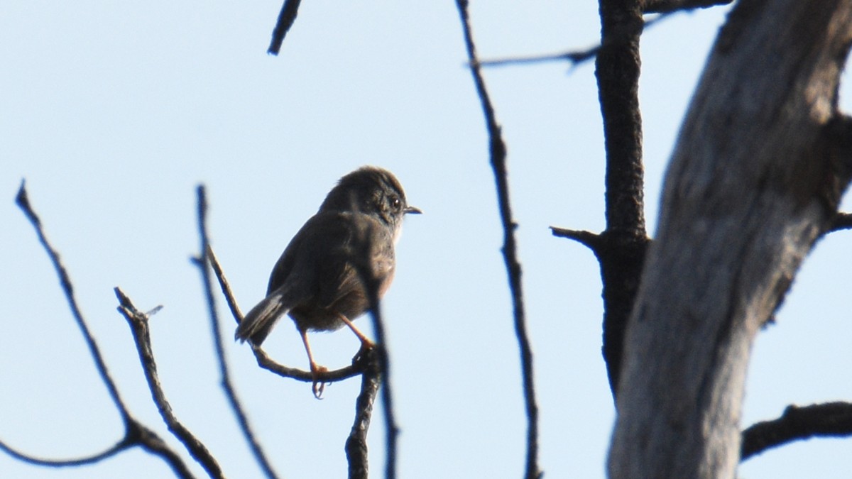 Etze-txinboa - ML645042996