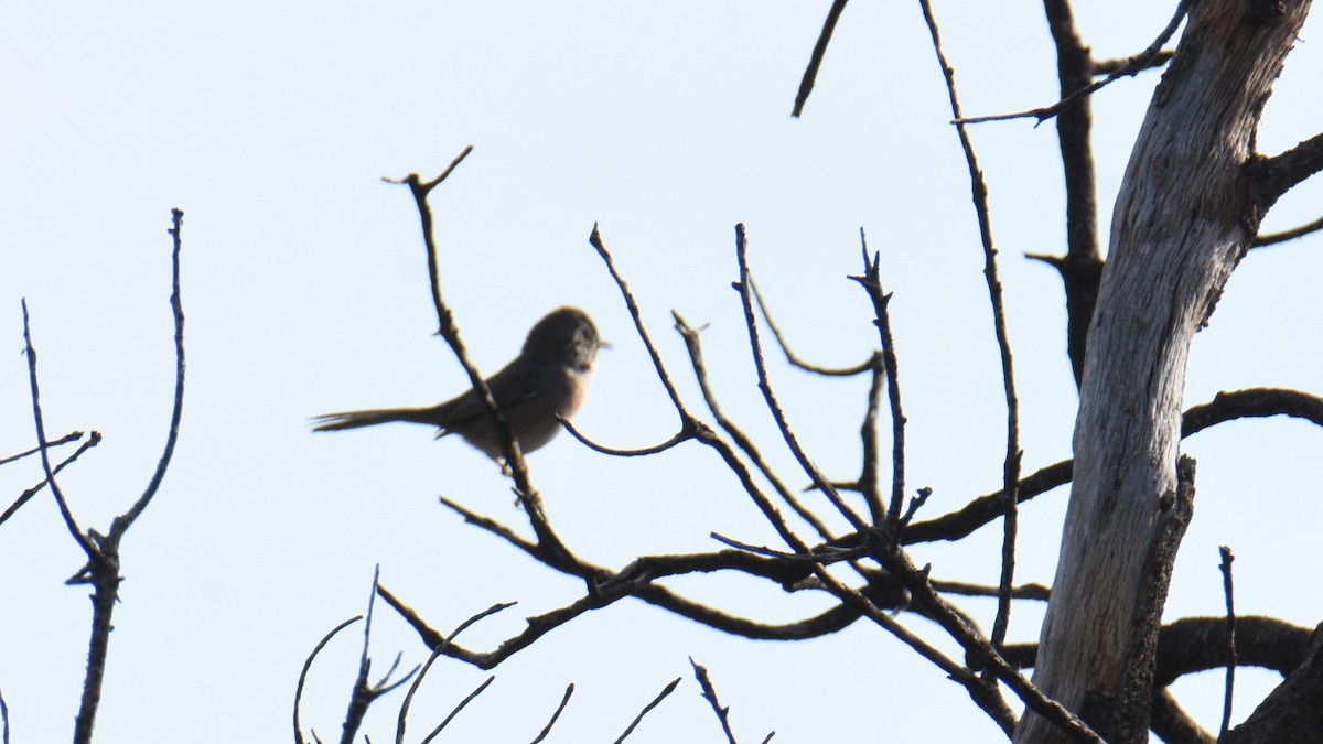 Etze-txinboa - ML645042997