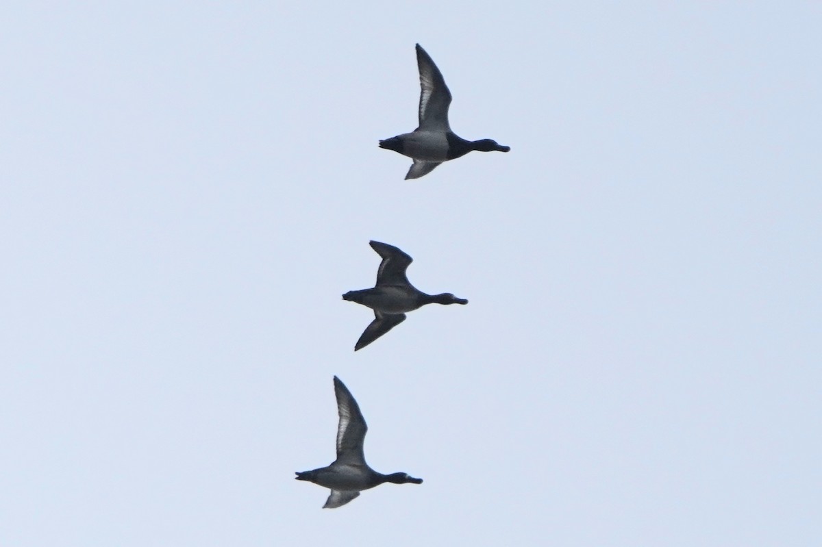 Морская чернеть - ML645043002