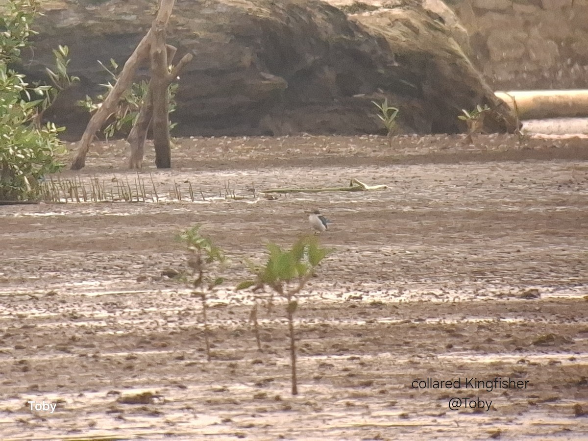 Collared Kingfisher - ML645043005
