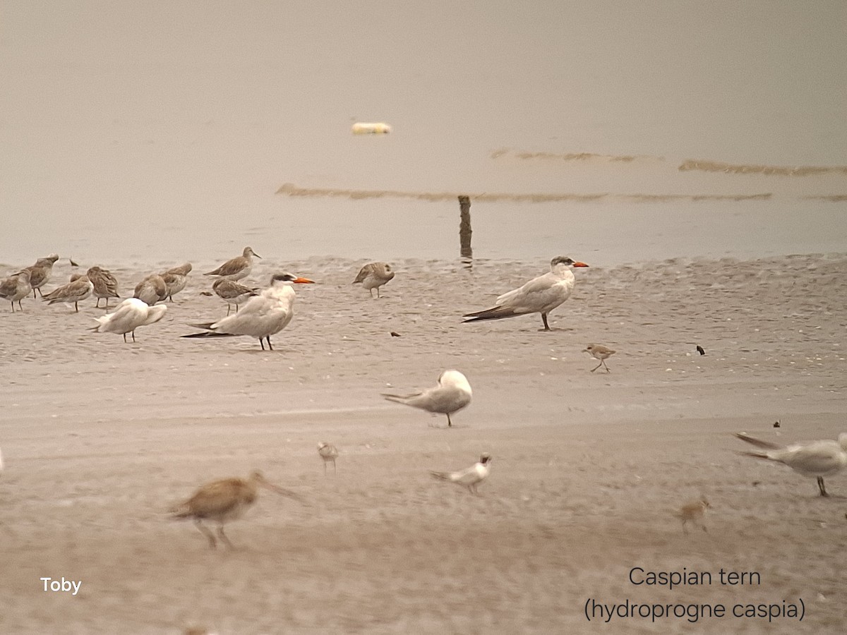 Caspian Tern - ML645043034