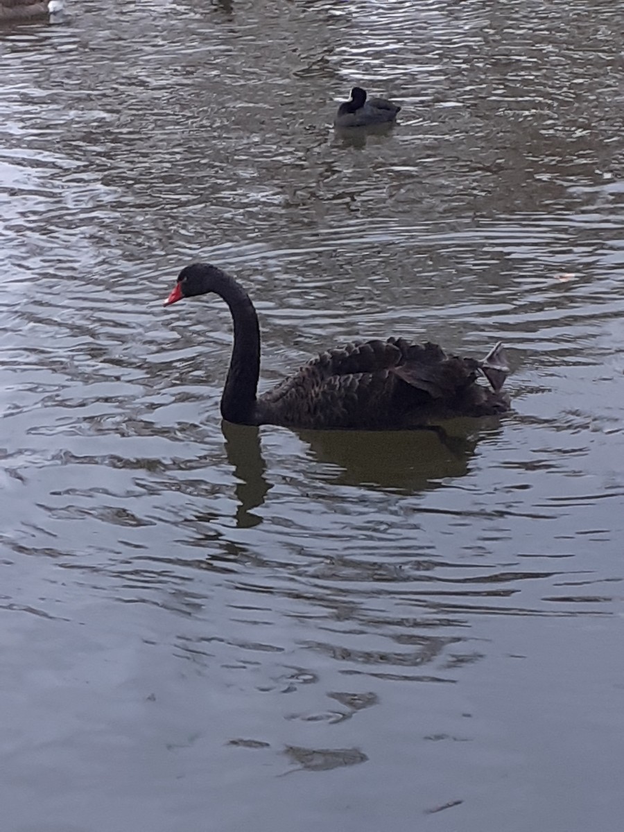 Black Swan - ML645043057