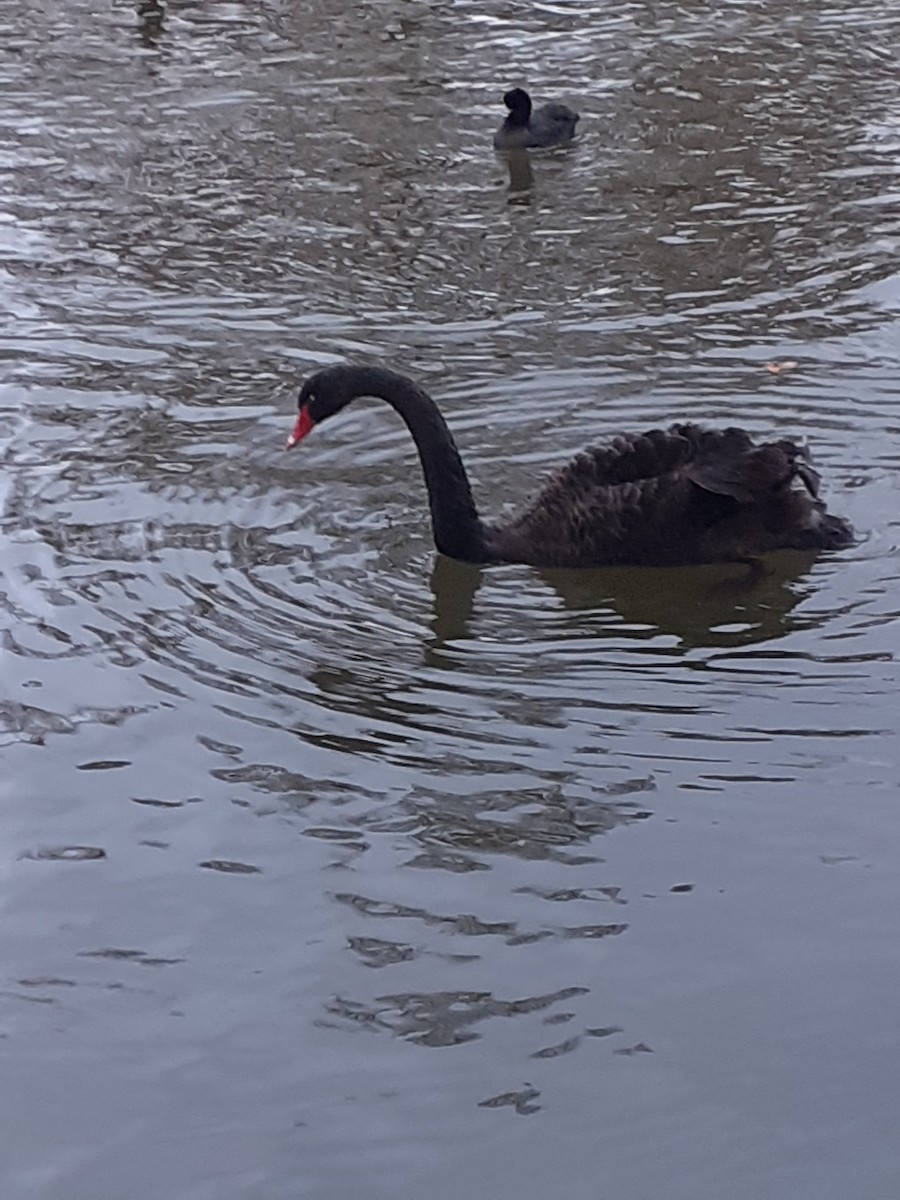 Black Swan - ML645043058