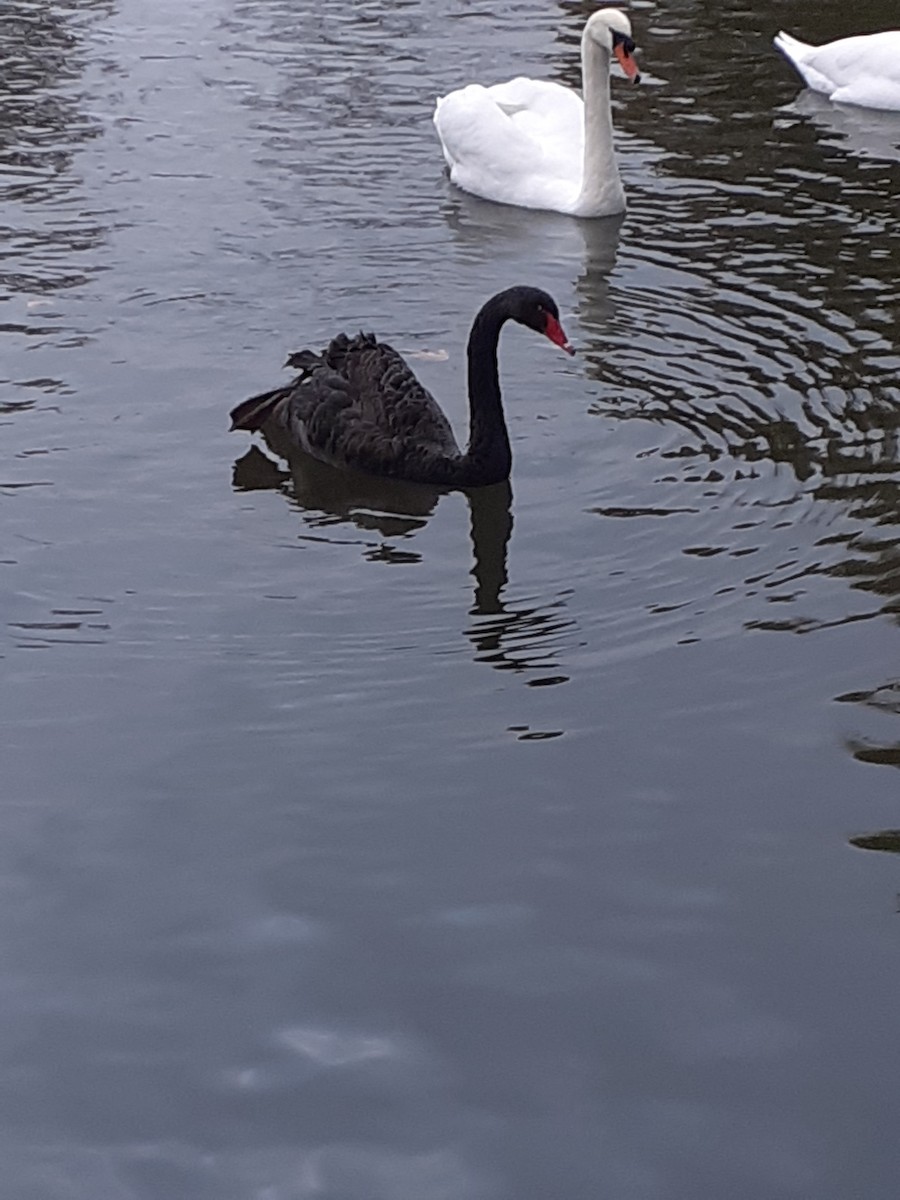 Black Swan - ML645043059