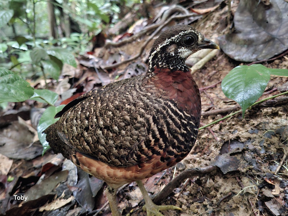 Sabah Partridge - ML645043071