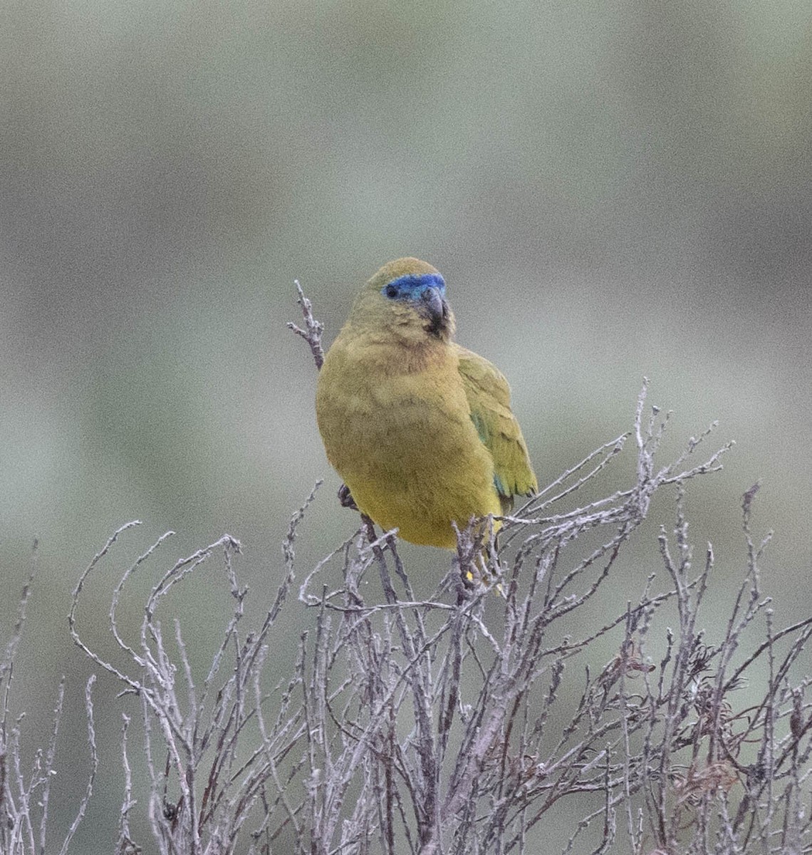 Rock Parrot - ML645043076