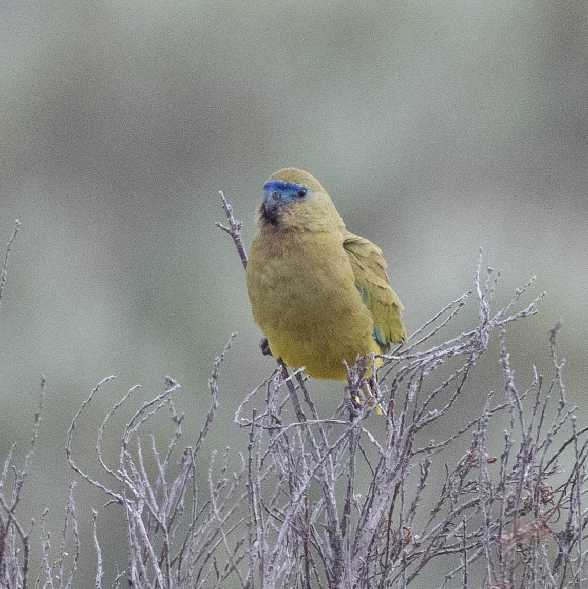 Rock Parrot - ML645043077