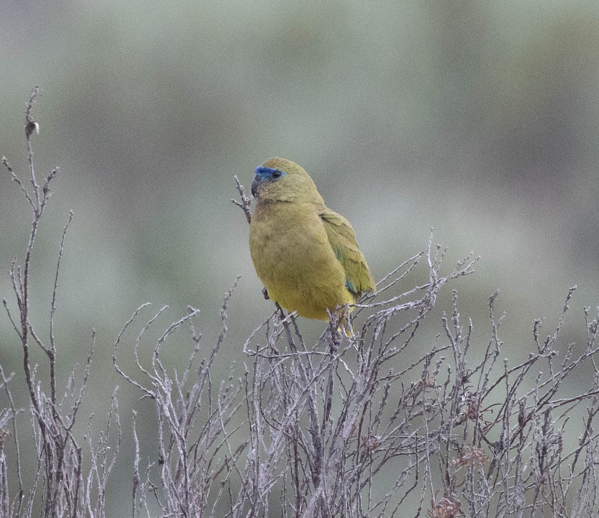 Rock Parrot - ML645043078