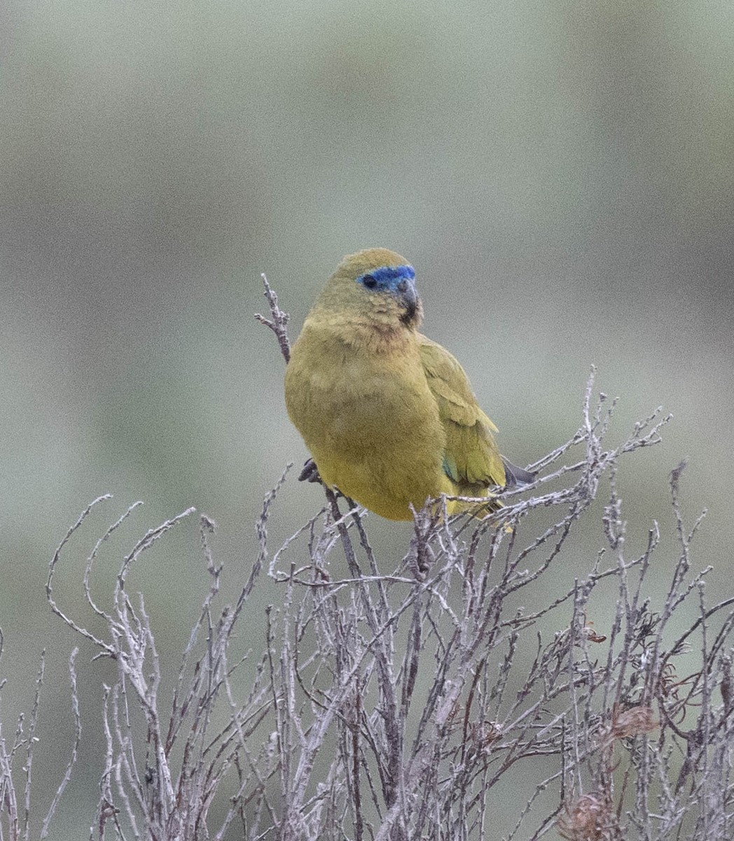 Rock Parrot - ML645043079