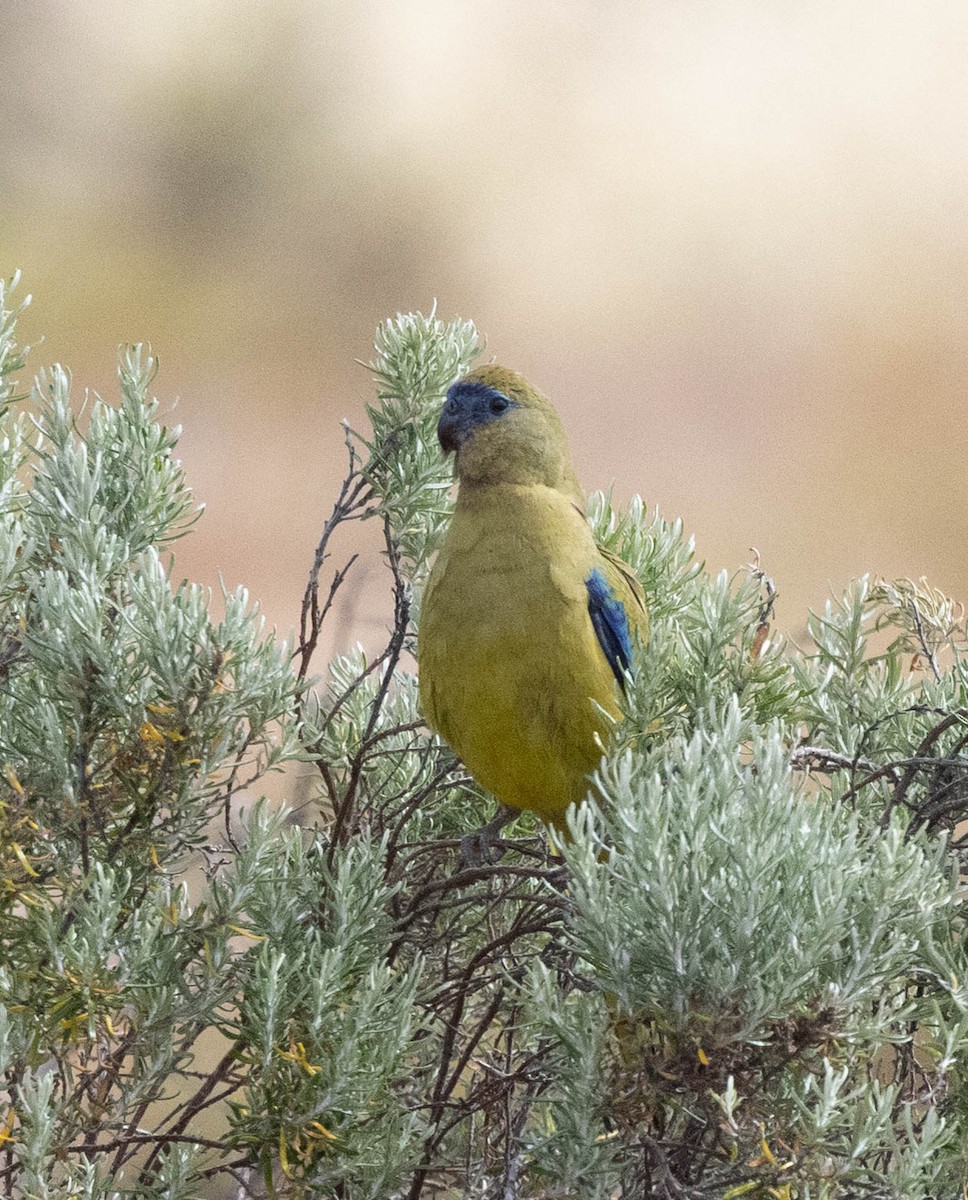 Rock Parrot - ML645043080