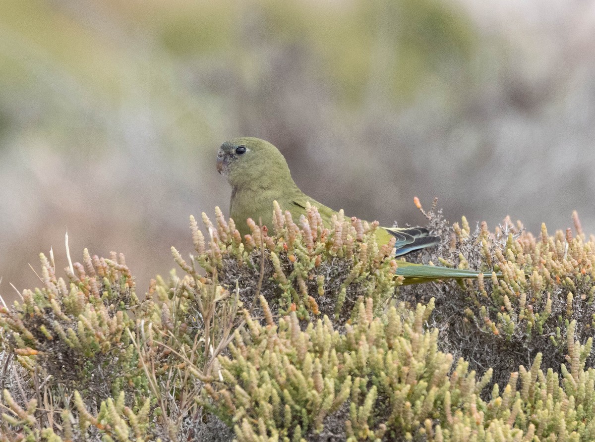 Rock Parrot - ML645043083