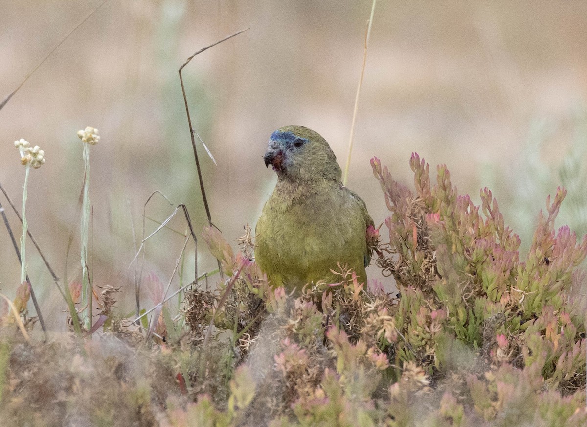 Rock Parrot - ML645043087
