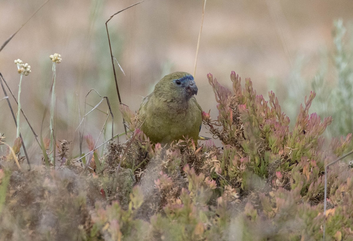 Rock Parrot - ML645043088