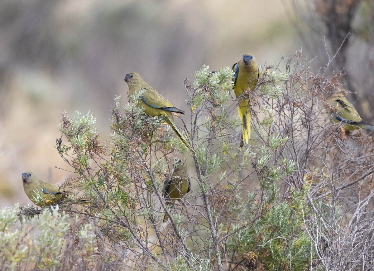 Rock Parrot - ML645043089