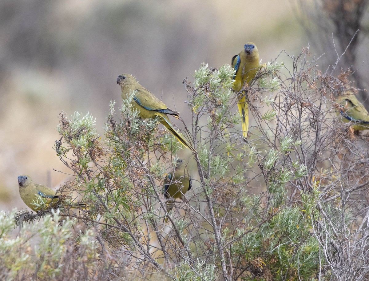 Rock Parrot - ML645043090