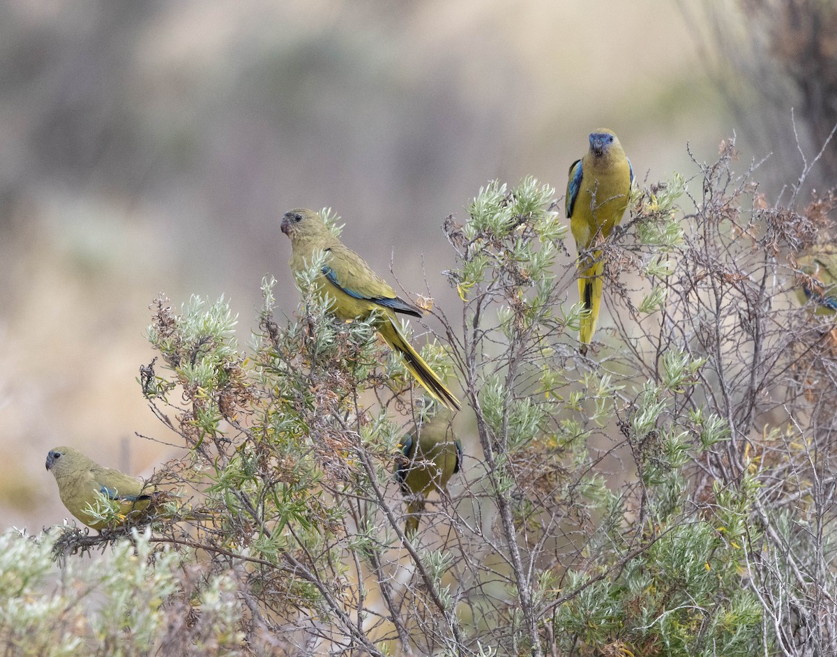 Rock Parrot - ML645043091
