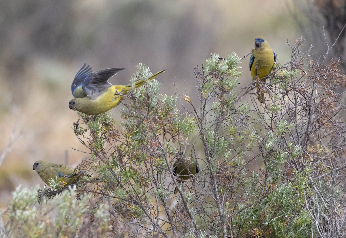 Rock Parrot - ML645043092