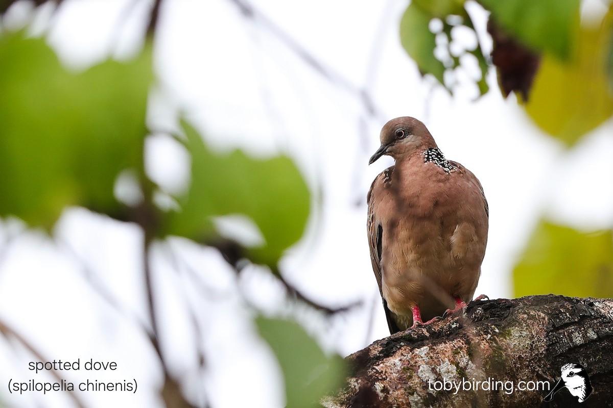 Spotted Dove - ML645043098