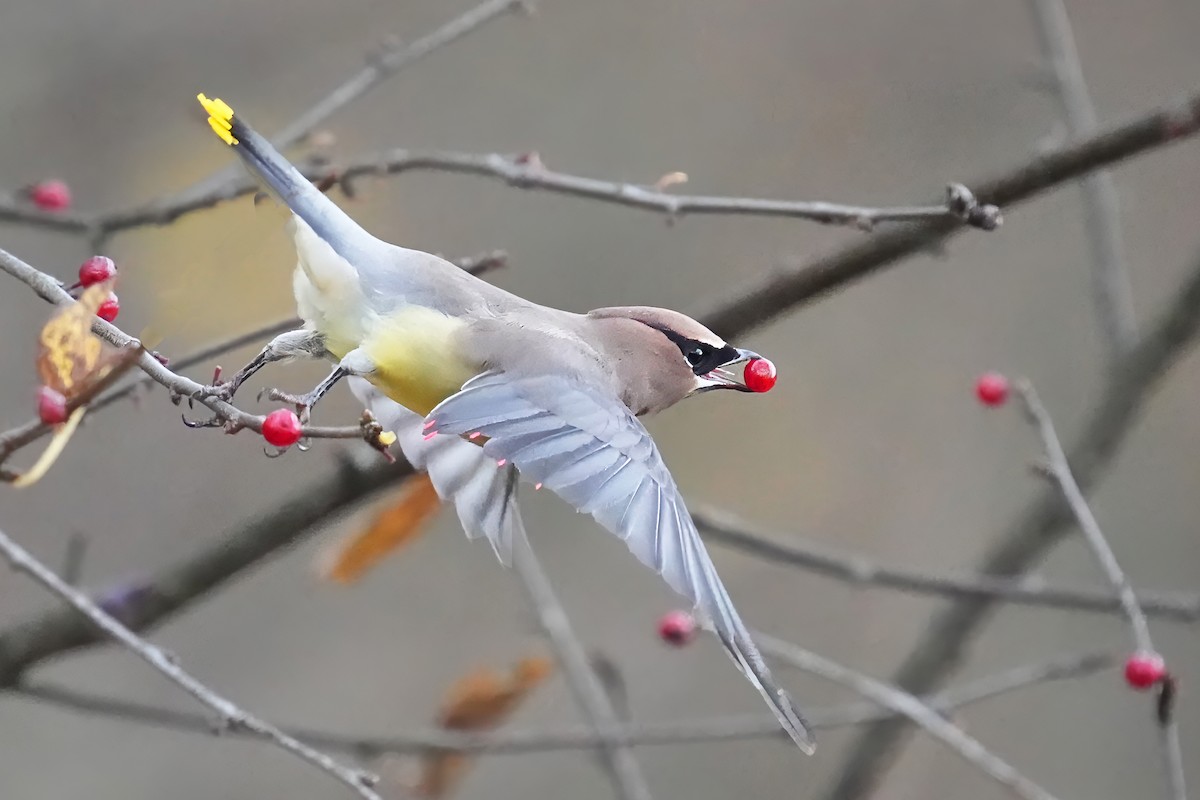 Cedar Waxwing - ML645043099