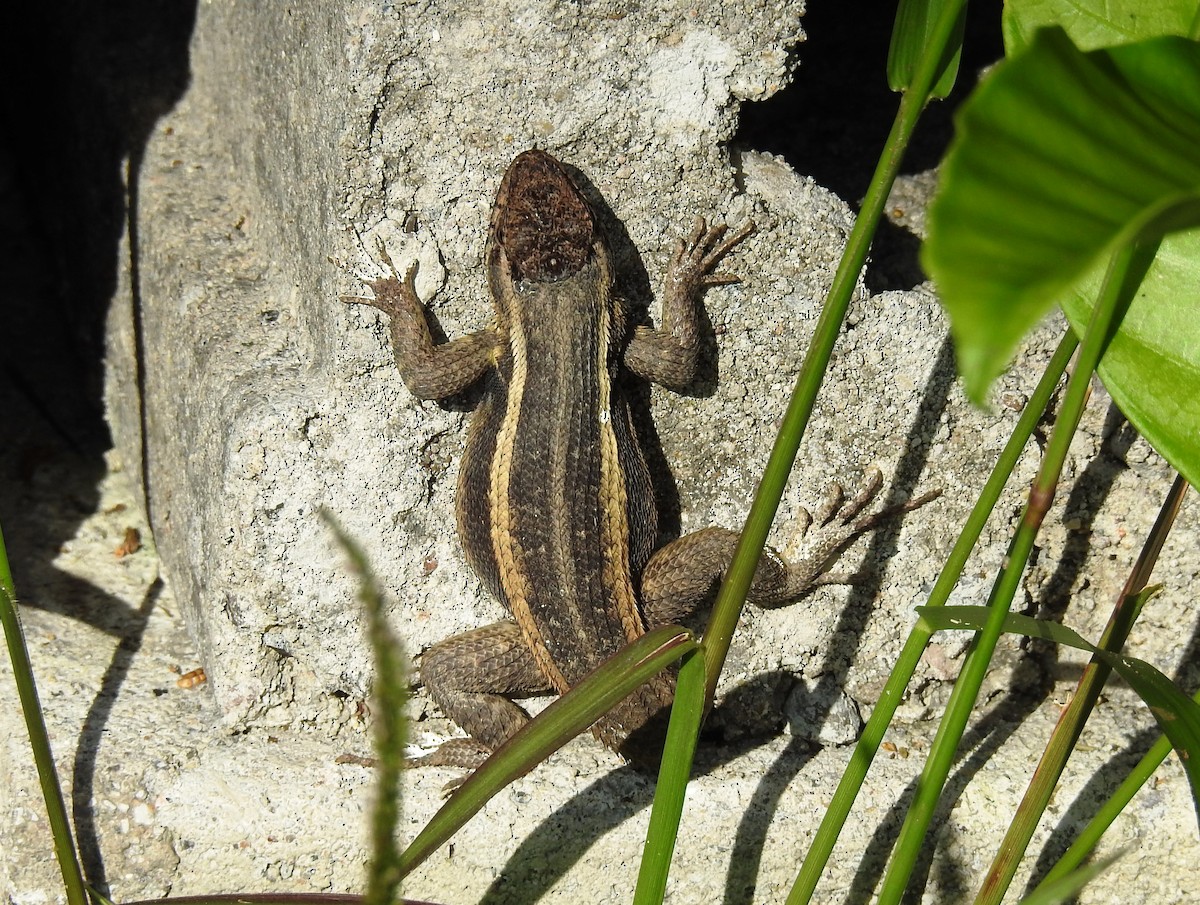 Animals - ML645043100