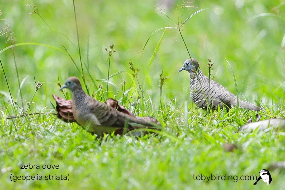 Zebra Dove - ML645043102