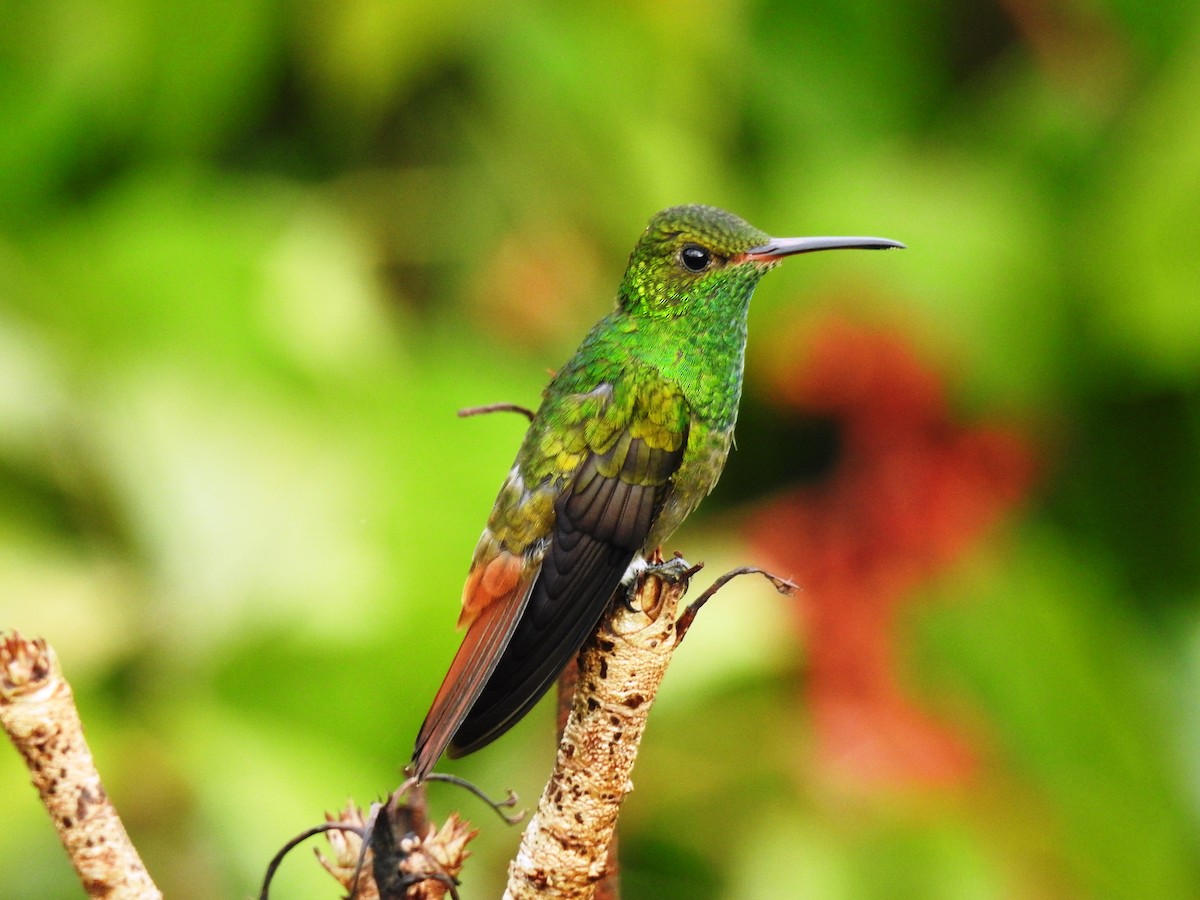 Rufous-tailed Hummingbird - ML645043105