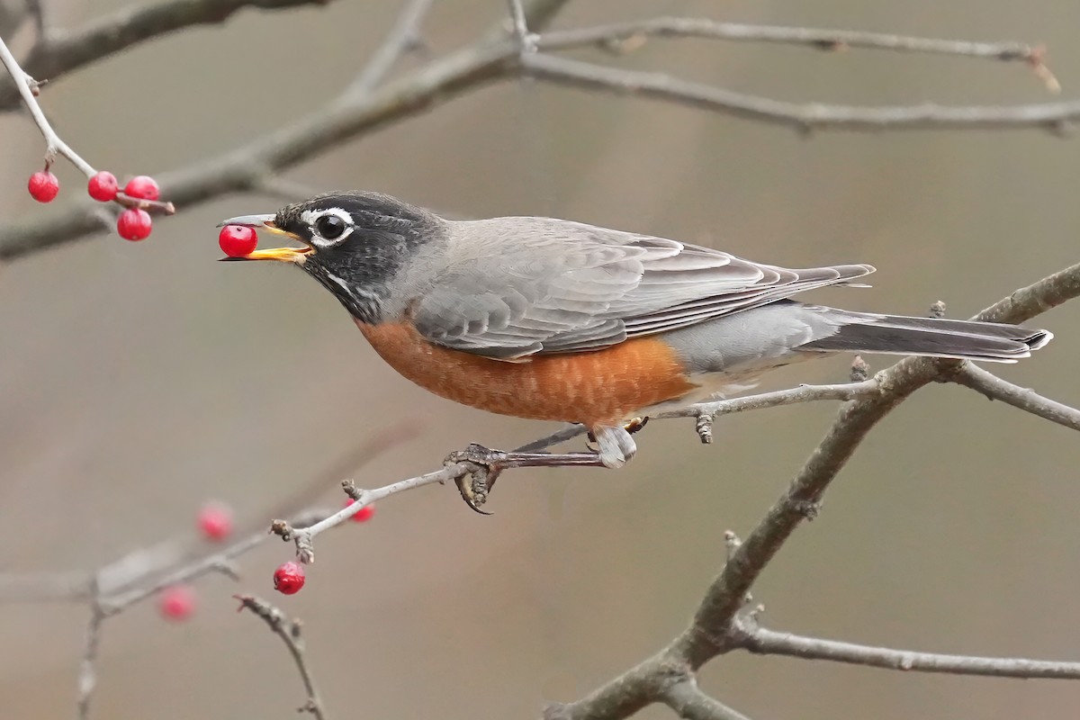 American Robin - ML645043106