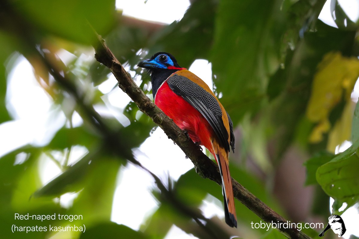 Red-naped Trogon - ML645043110