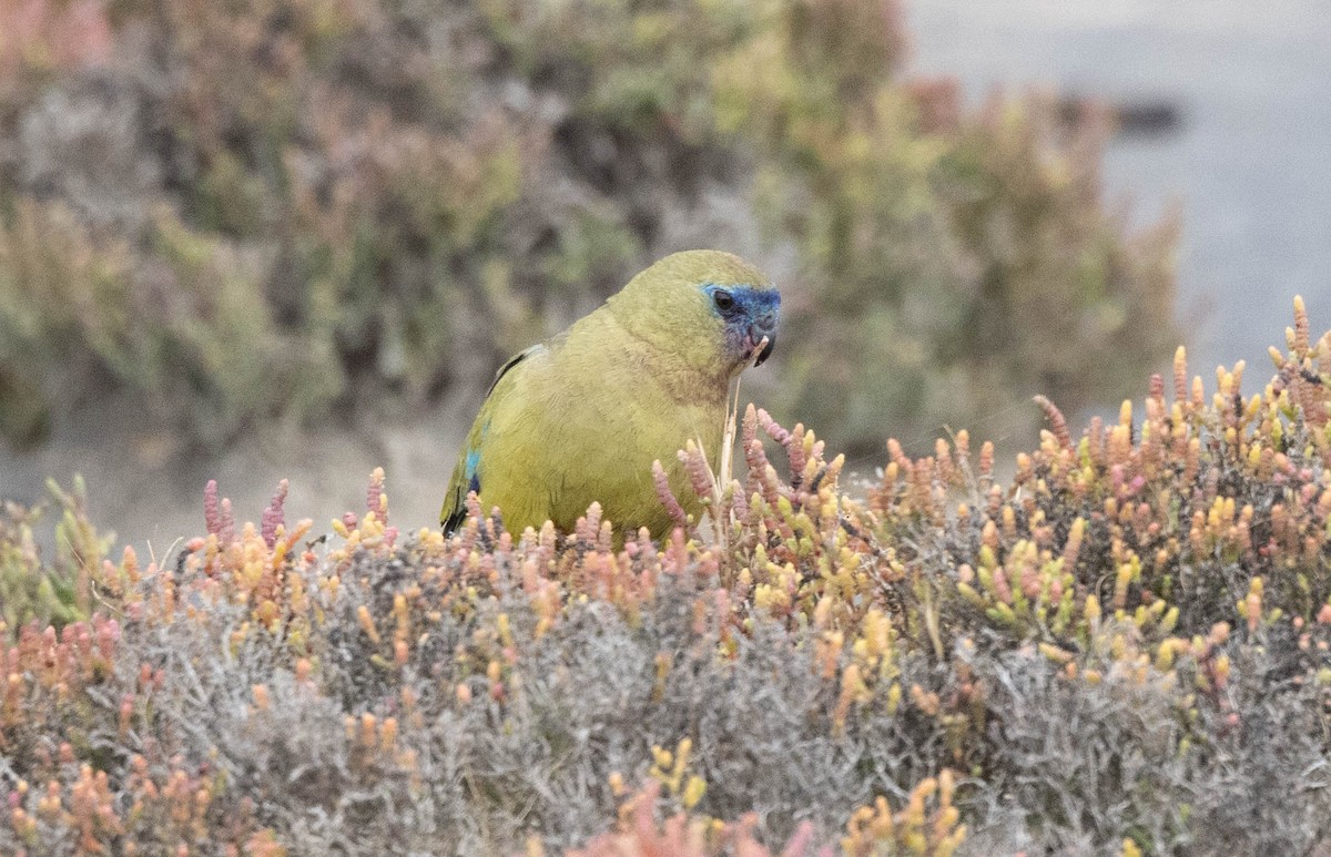 Rock Parrot - ML645043120