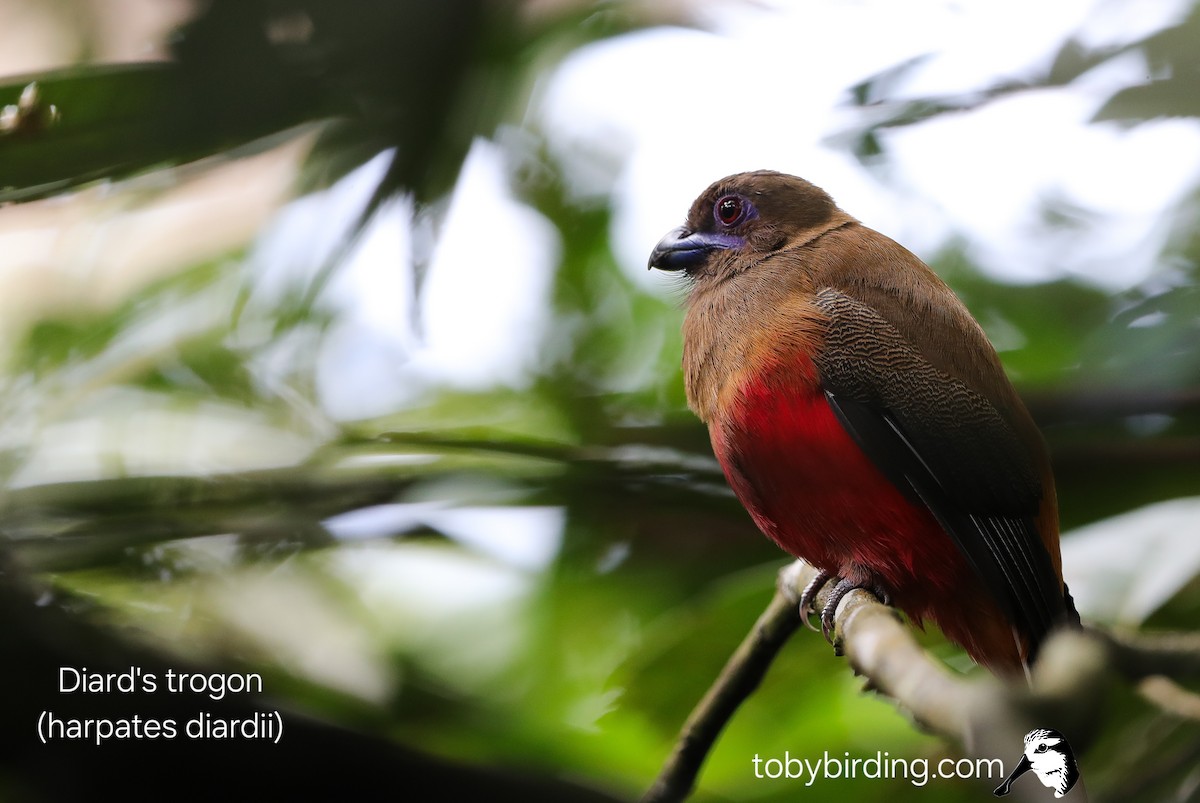 Diard's Trogon - ML645043121