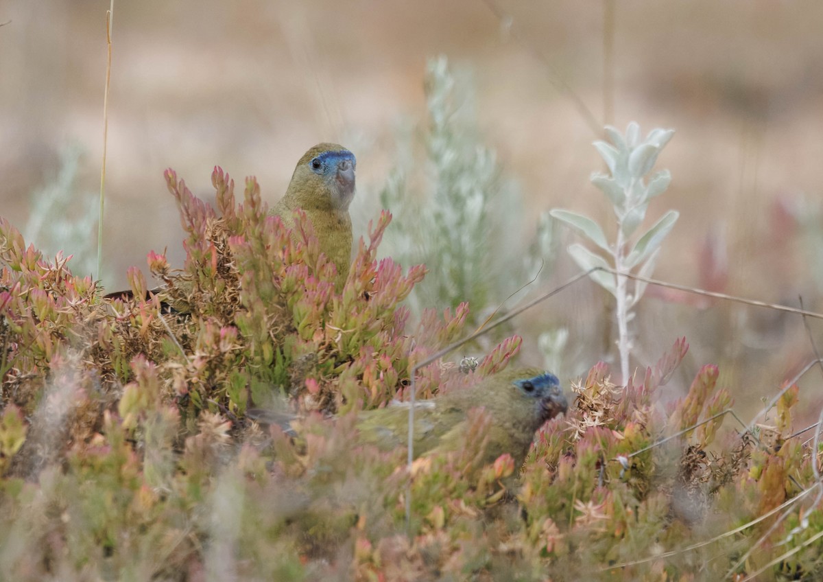 Rock Parrot - ML645043122