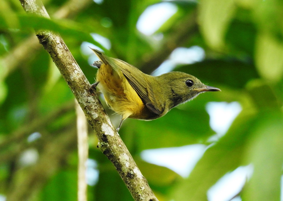 Ochre-bellied Flycatcher - ML645043125
