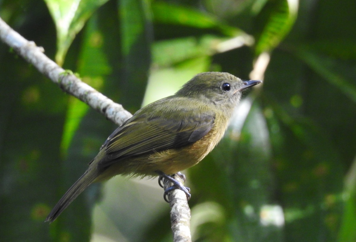 Ochre-bellied Flycatcher - ML645043126
