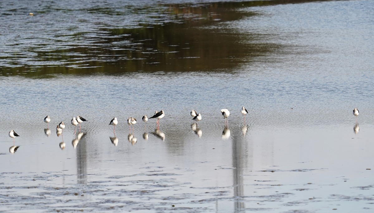 Zankaluze eurasiarra - ML645043128