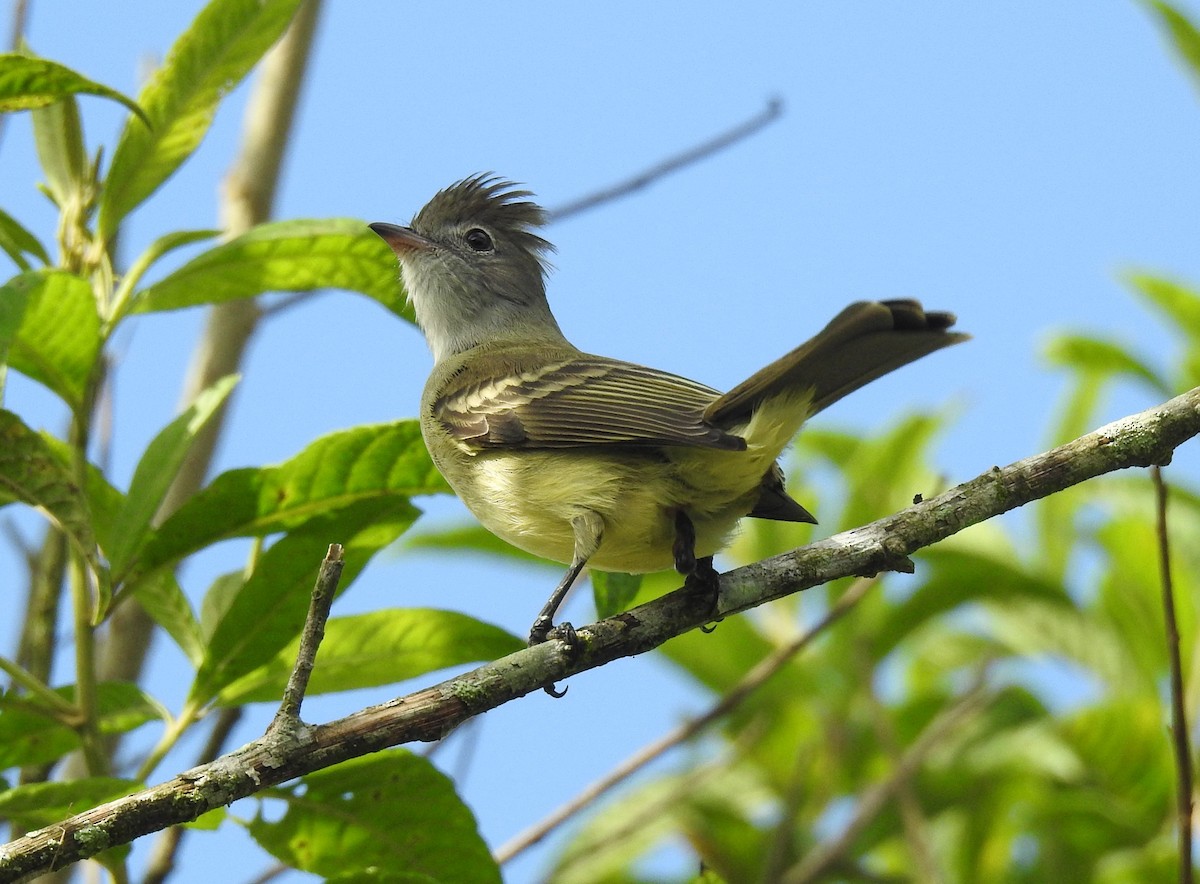 Yellow-bellied Elaenia - ML645043130