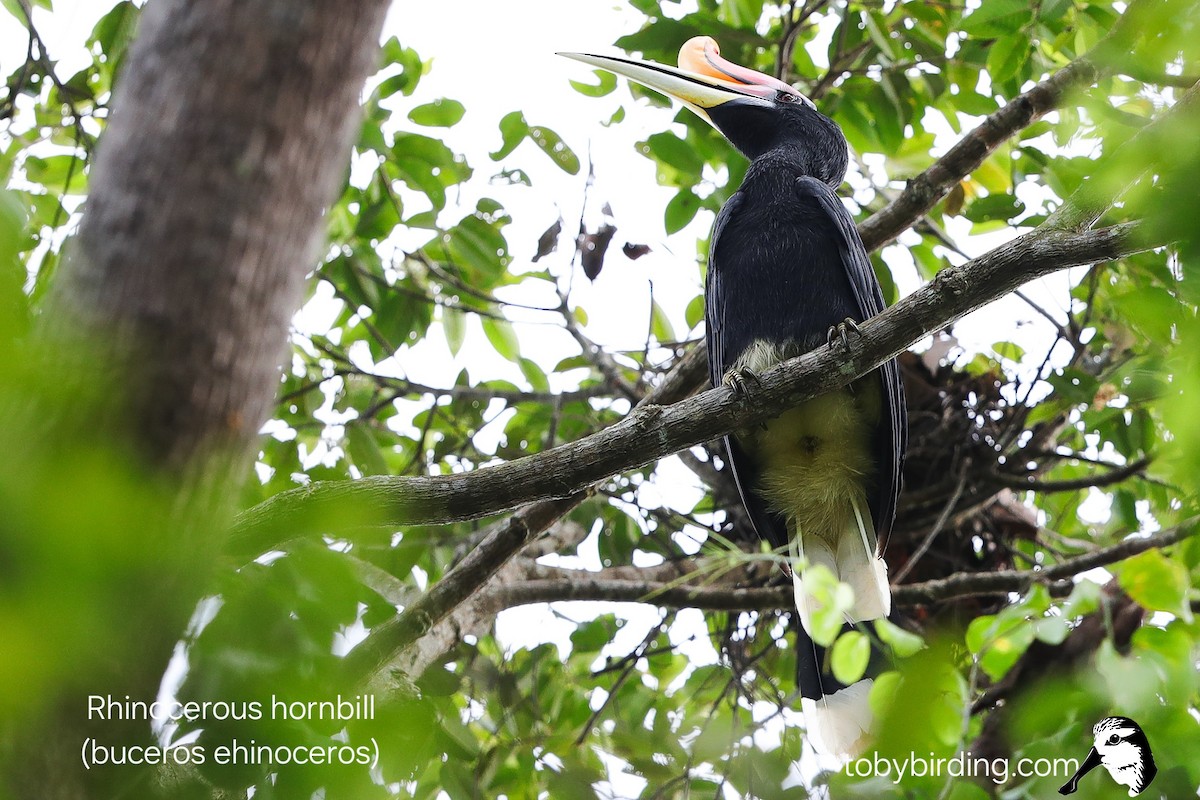 Rhinoceros Hornbill - ML645043131