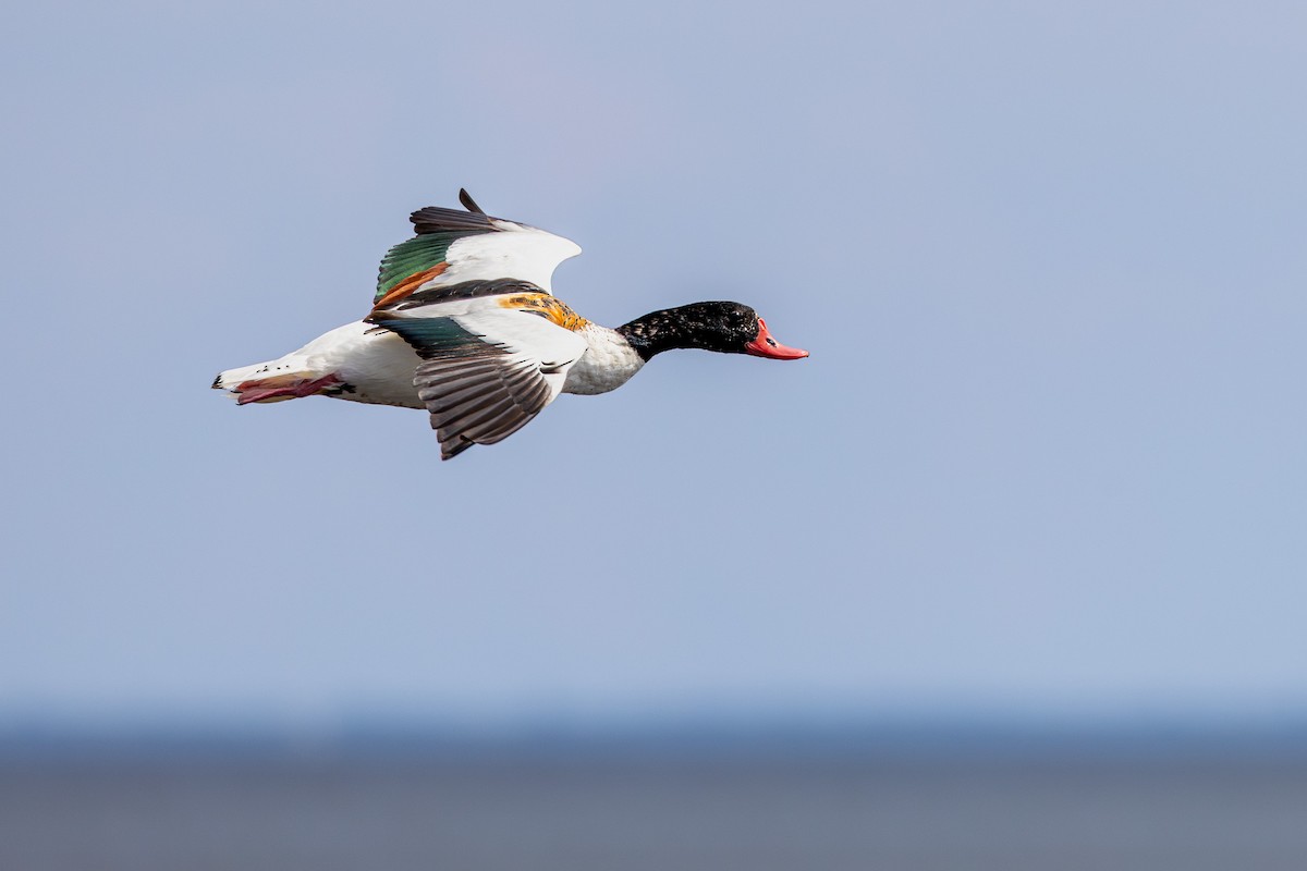 Volpoca - ML645043141