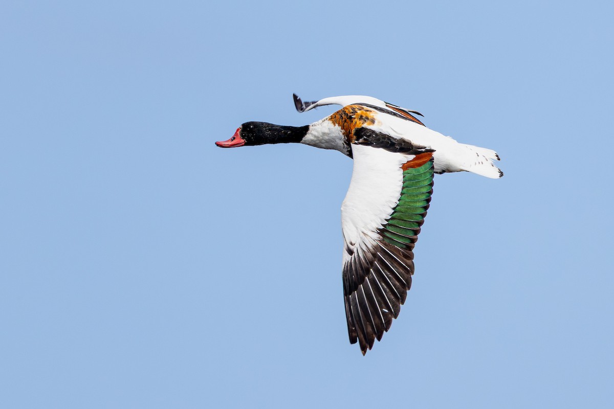 Volpoca - ML645043142