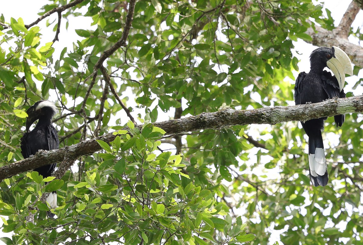 Black Hornbill - ML645043144