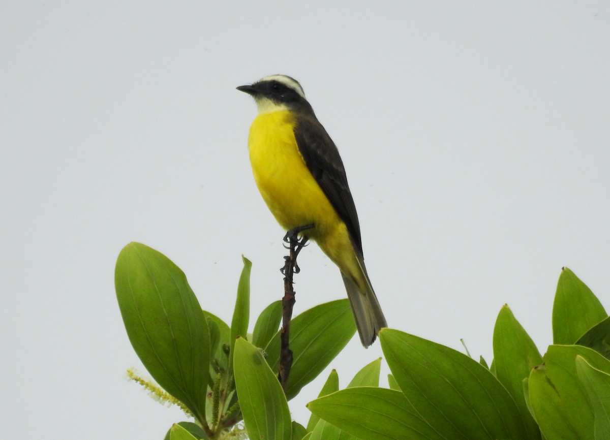 Social Flycatcher - ML645043161