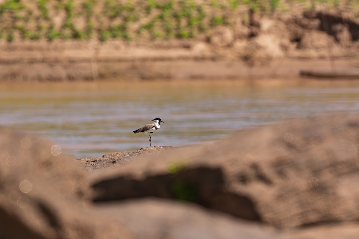River Lapwing - ML645043165