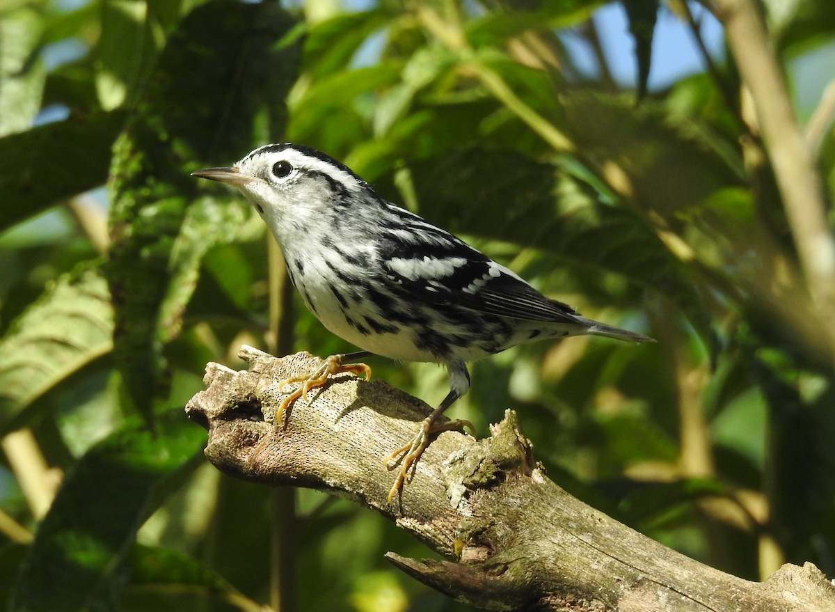 Black-and-white Warbler - ML645043166