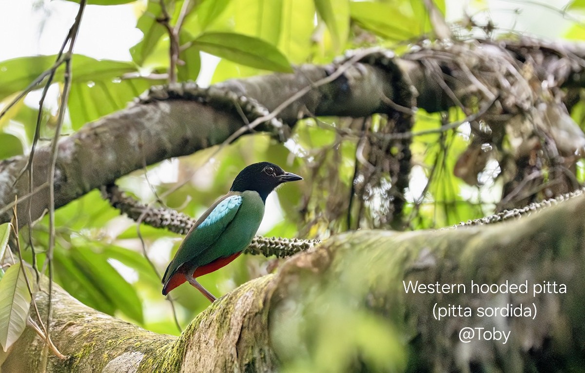 Western Hooded Pitta - ML645043168