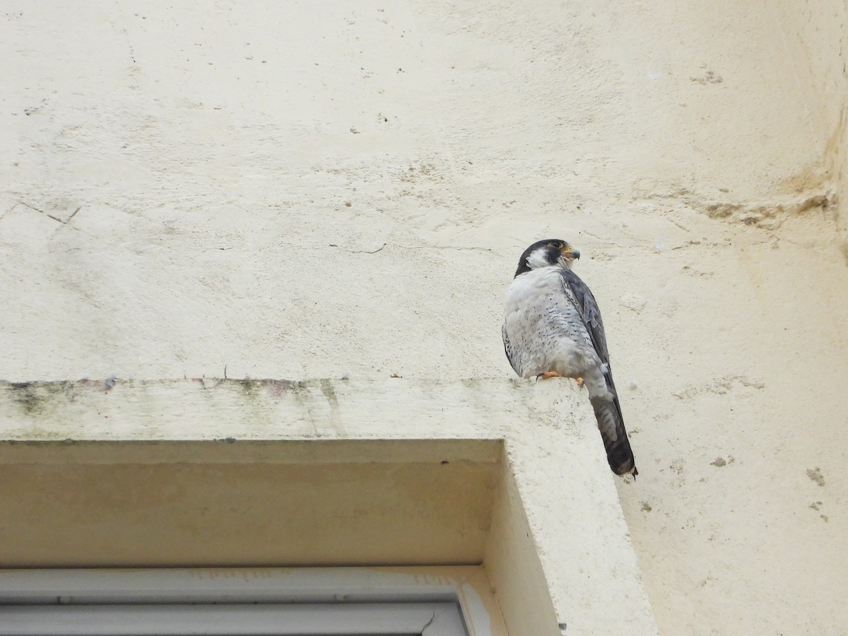 Peregrine Falcon - ML645043170