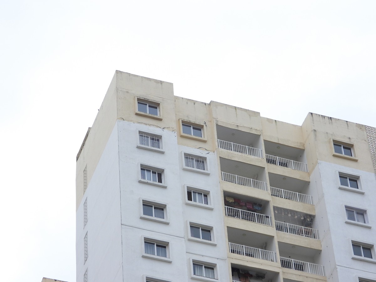 Peregrine Falcon - ML645043171