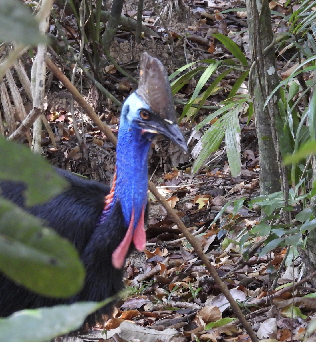 Güneyli Kasuari - ML645043174